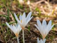 Lockere weiße Herbstzeitlose Blütengruppe